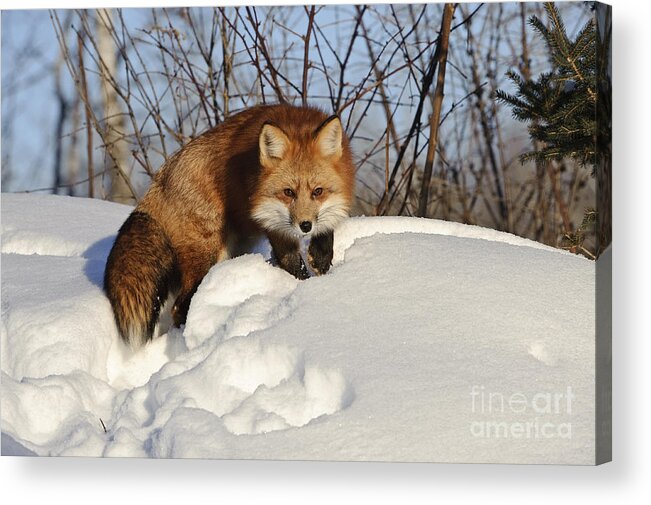 Minnesota Fauna Acrylic Print featuring the photograph Red Fox #10 by John Shaw