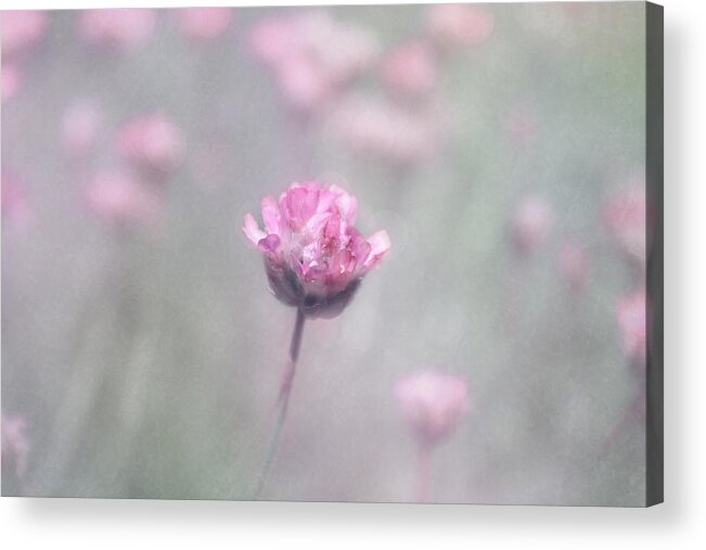 Colorful Flowers Acrylic Print featuring the photograph Still life #10 by Heike Hultsch