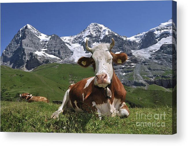 Alpine Cow Acrylic Print featuring the photograph 100205p181 by Arterra Picture Library