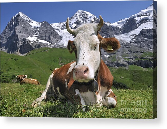 Alpine Cow Acrylic Print featuring the photograph 100205p182 by Arterra Picture Library