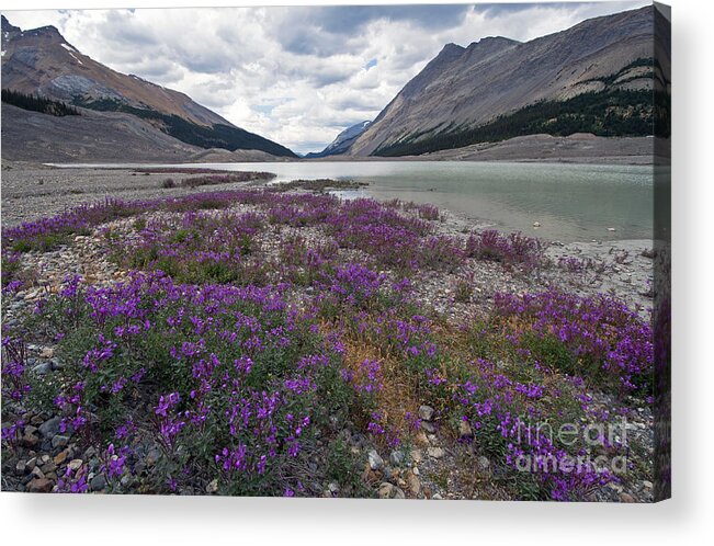 Northern Sweetvetch Acrylic Print featuring the photograph 1049P Northern Sweetvetch Canada by NightVisions
