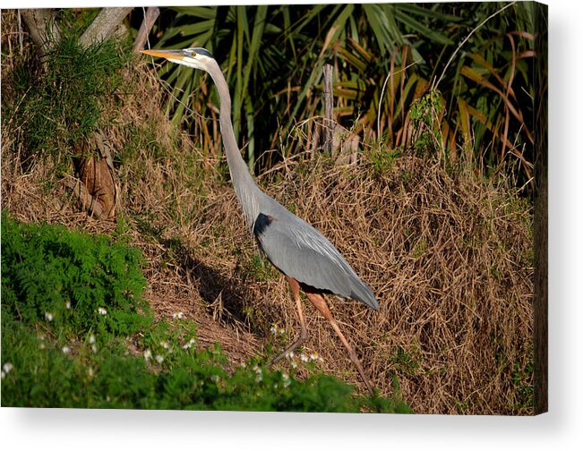  Acrylic Print featuring the photograph 11- Great Blue Heron by Joseph Keane