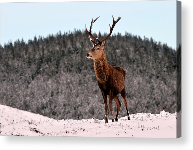 Stag In The Snow Acrylic Print featuring the photograph Red Deer Stag #11 by Gavin Macrae