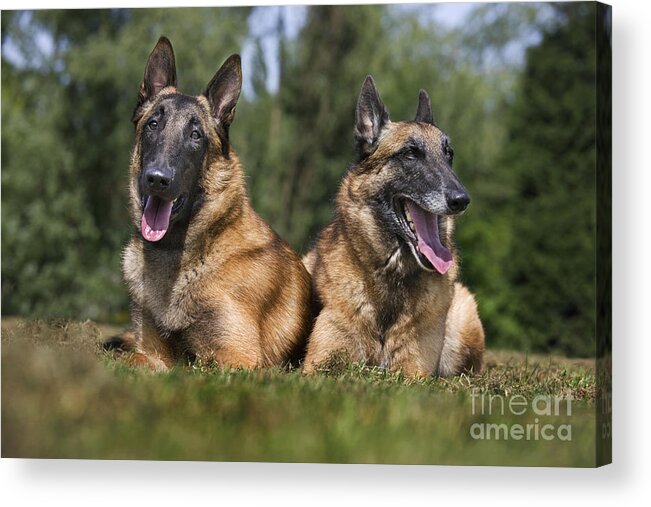 Belgian Shepherd Dog Acrylic Print featuring the photograph 110506p116 by Arterra Picture Library