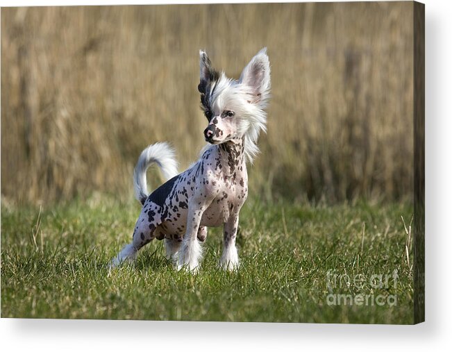 Mammal Acrylic Print featuring the photograph 110506p174 by Arterra Picture Library