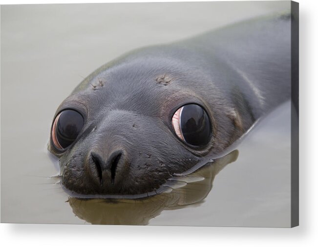 Hooded Seal Acrylic Print featuring the photograph 110714p127 by Arterra Picture Library
