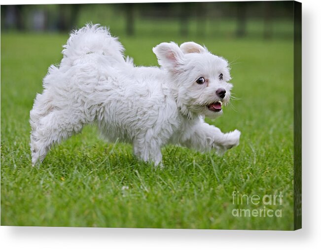 Maltezer Acrylic Print featuring the photograph 110801p130 by Arterra Picture Library