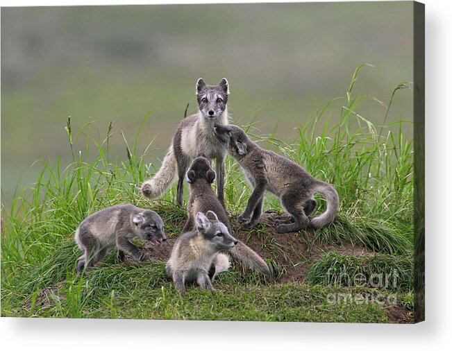 Arctic Fox Acrylic Print featuring the photograph 111130p059 by Arterra Picture Library