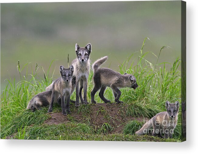 Arctic Fox Acrylic Print featuring the photograph 111130p062 by Arterra Picture Library
