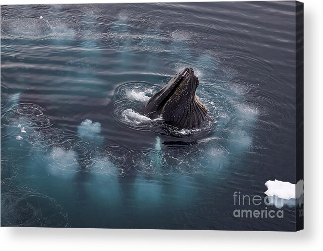 Humpback Whale Acrylic Print featuring the photograph 111130p126 by Arterra Picture Library