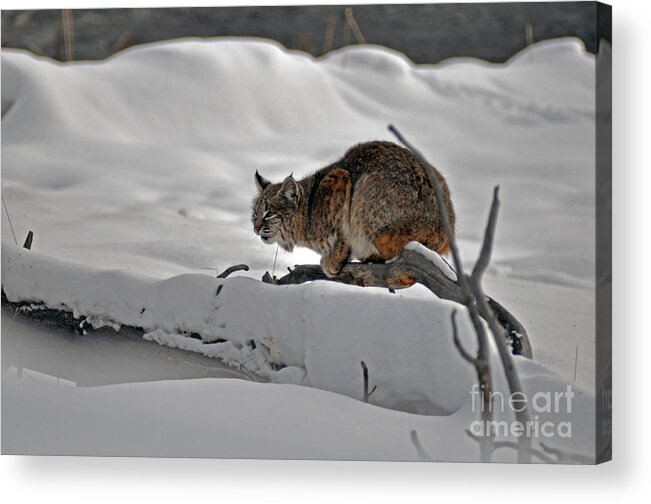 Bobcat Acrylic Print featuring the photograph 111P Bobcat by NightVisions