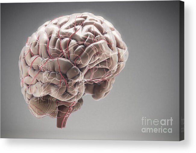 Arteries Acrylic Print featuring the photograph Brain With Blood Supply #12 by Science Picture Co