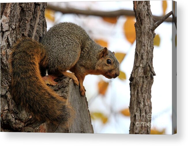 Nature Acrylic Print featuring the photograph Eastern Fox Squirrel #12 by Jack R Brock