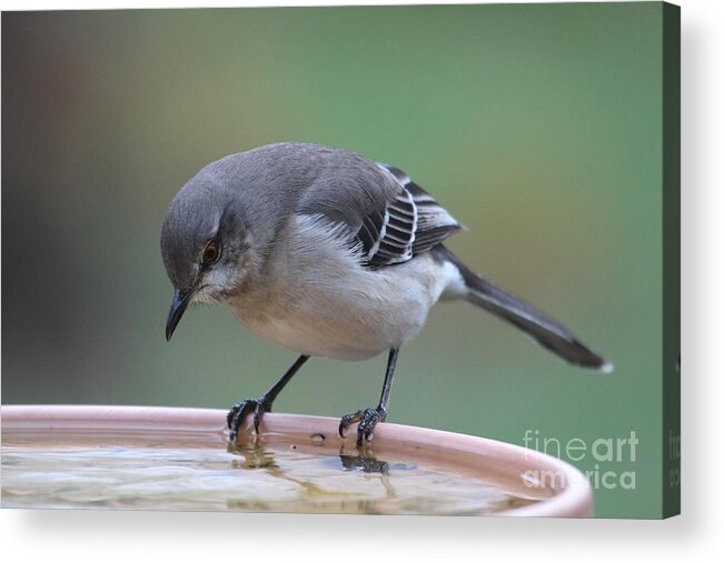 Nature Acrylic Print featuring the photograph Northern Mockingbird #12 by Jack R Brock