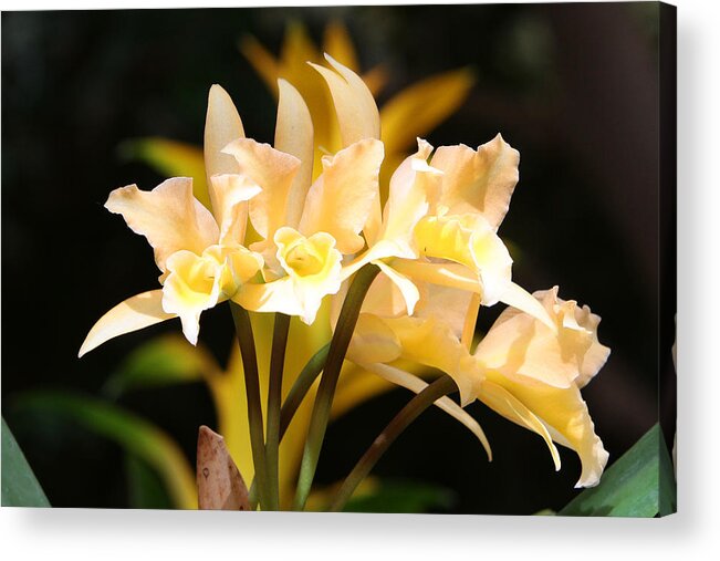 Orchids Acrylic Print featuring the photograph Orchids #20 by John Freidenberg