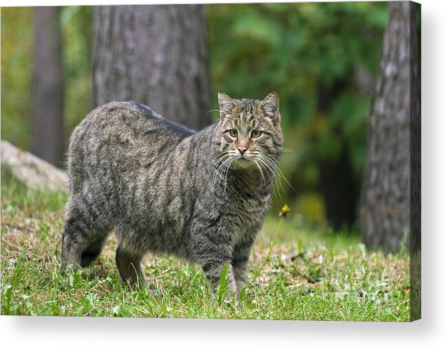 European Wildcat Acrylic Print featuring the photograph 140314p012 by Arterra Picture Library