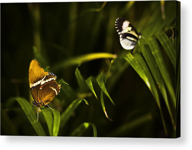 Butterfly Acrylic Print featuring the photograph Butterfly #15 by Bradley R Youngberg