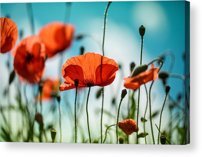Poppy Acrylic Print featuring the photograph Poppy Meadow by Nailia Schwarz