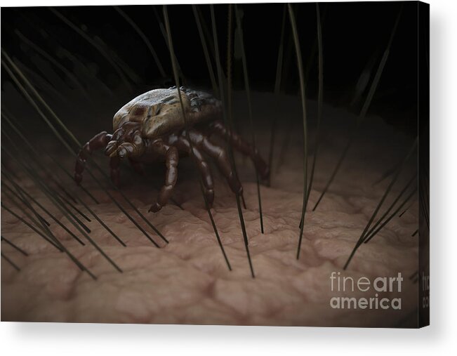 Haematophagy Acrylic Print featuring the photograph Tick Ixodes #16 by Science Picture Co