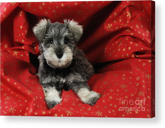 Dog Acrylic Print featuring the photograph Schnauzer Puppy Dog #17 by John Daniels