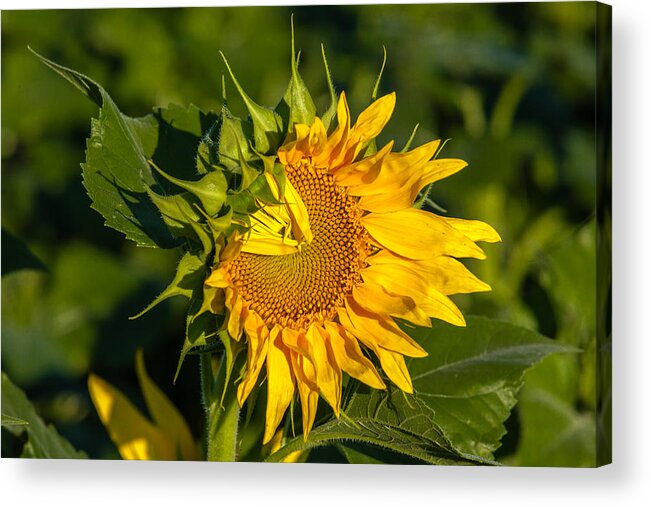 Blackeyed Susan Acrylic Print featuring the photograph Folded Petals Sunflower by Melinda Ledsome