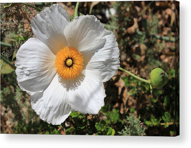 Landscapes Acrylic Print featuring the photograph Coastal Flowers #18 by Douglas Miller