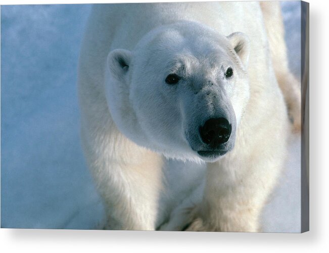 Animal Acrylic Print featuring the photograph Polar Bear #18 by Dan Guravich