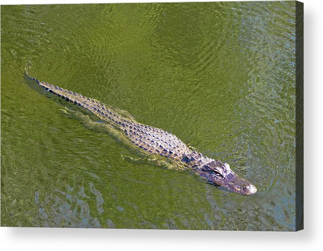 Alligator Acrylic Print featuring the photograph USA, Florida, Everglades National Park #18 by Jaynes Gallery