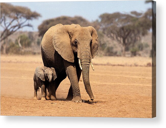 Adult Acrylic Print featuring the photograph African Elephant Loxodonta Africana #19 by Gerard Lacz