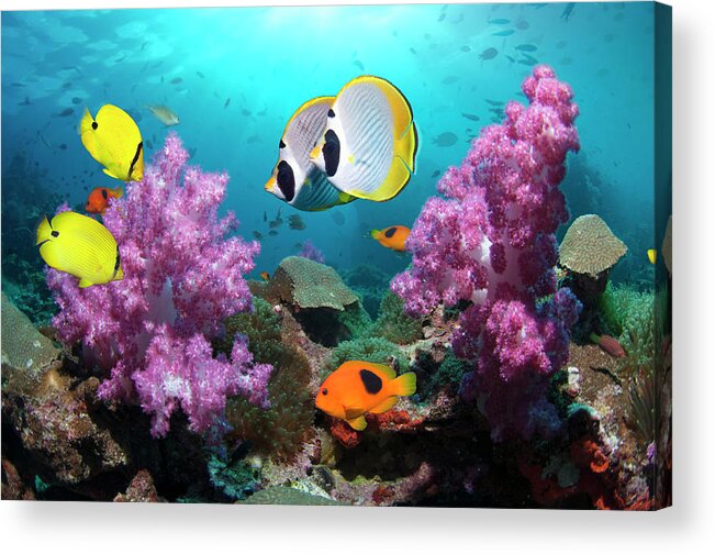 Tranquility Acrylic Print featuring the photograph Coral Reef Scenery #19 by Georgette Douwma