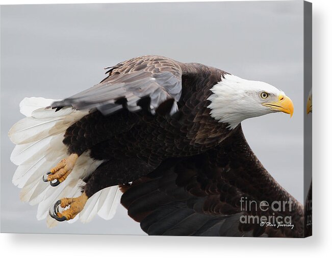 Bald Eagles Acrylic Print featuring the photograph Bald Eagle #191 by Steve Javorsky