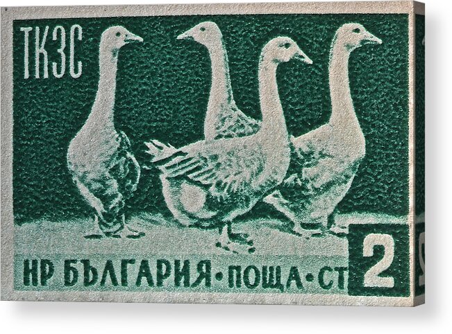 1955 Acrylic Print featuring the photograph 1955 Bulgarian Geese Stamp by Bill Owen