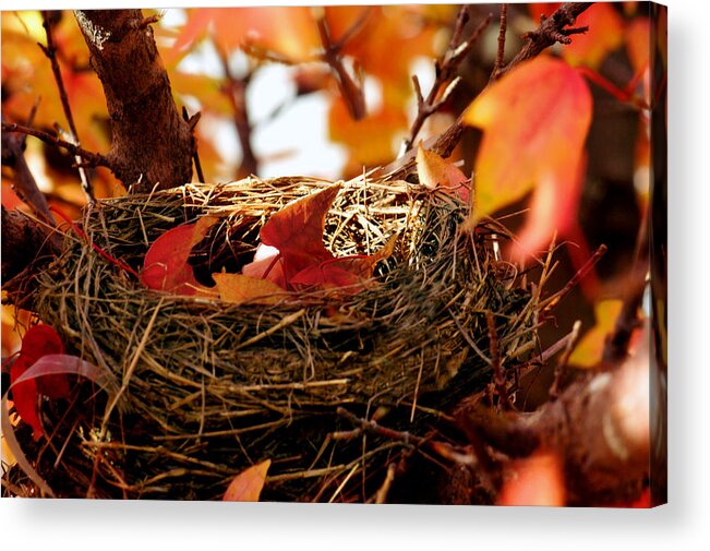 Autumn Acrylic Print featuring the photograph A Clutch of Color by Jason Politte