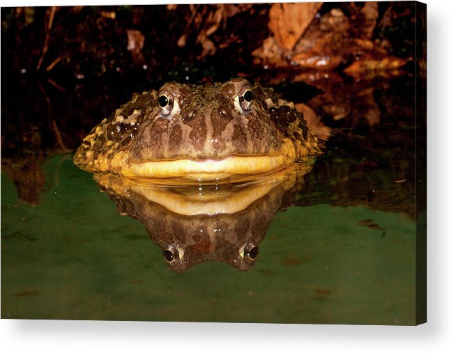 African Burrowing Frog Acrylic Print featuring the photograph African Burrowing Bullfrog #2 by David Northcott