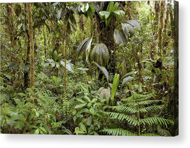 Plant Acrylic Print featuring the photograph Amazon Rainforest by Dr Morley Read/science Photo Library