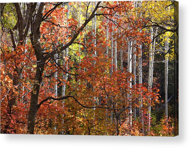 Autumn Acrylic Print featuring the photograph Autumn Colors #2 by Sue Cullumber