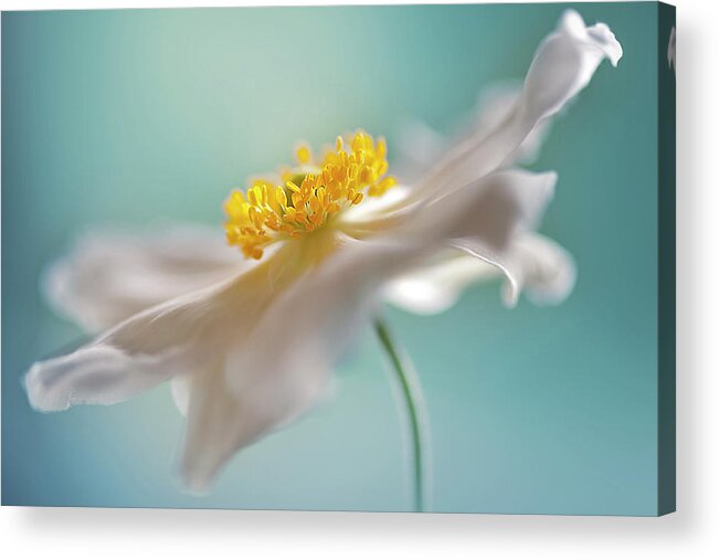 Macro Acrylic Print featuring the photograph Autumn Reverie #2 by Jacky Parker