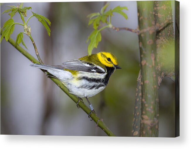 Animal Acrylic Print featuring the photograph Black Throated Green Warbler #3 by Jack R Perry