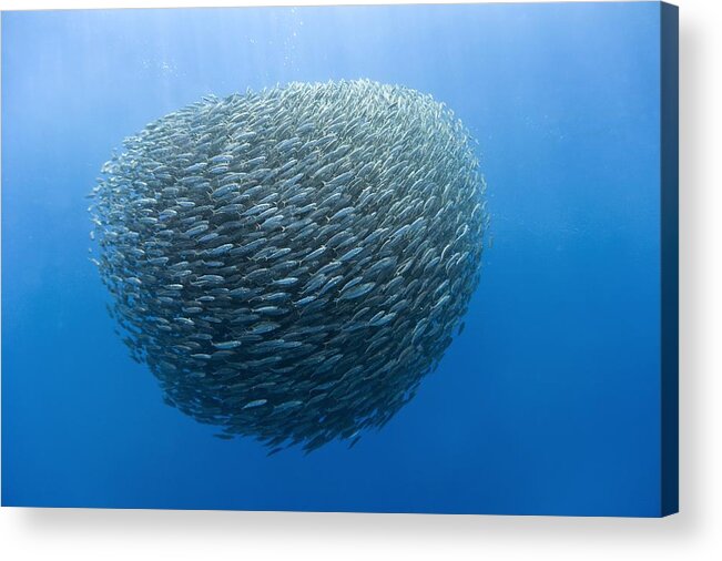 Blue jack mackerel bait ball #2 Acrylic Print by Science Photo