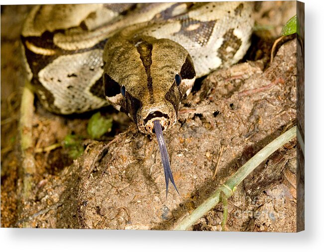 Peru Acrylic Print featuring the photograph Boa Constrictor #2 by Gregory G. Dimijian, M.D.