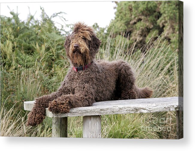 Labradoodle Acrylic Print featuring the photograph Brown Labradoodle #2 by John Daniels