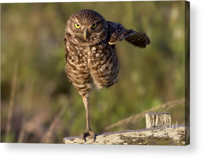 Burrowing Owl Acrylic Print featuring the photograph Burrowing Owl Photograph #1 by Meg Rousher