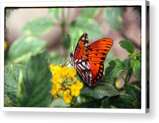 Butterfly Acrylic Print featuring the photograph Butterfly #2 by Jim McCullaugh