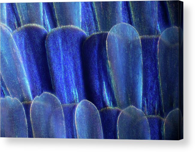 Macro Acrylic Print featuring the photograph Butterfly Wing Scales #2 by Frank Fox