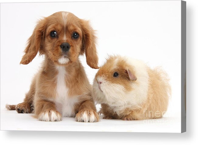 Nature Acrylic Print featuring the photograph Cavalier King Charles Spaniel Pup #2 by Mark Taylor