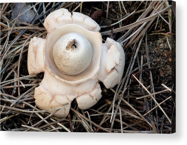Fungi Acrylic Print featuring the photograph Collared Earthstar #2 by Nigel Downer