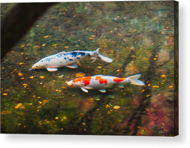 Carp Acrylic Print featuring the photograph Colored Carp in Fall Pond #2 by Hisao Mogi