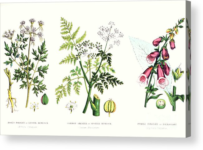 Botany; Botanical; Medicine; Medical; Plant; Flower; Flowers; Toxic Acrylic Print featuring the painting Common Poisonous Plants by English School