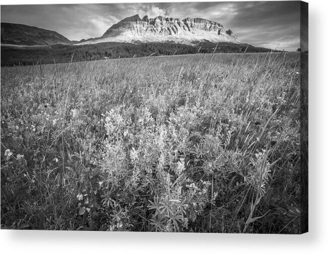 Glacier National Park Acrylic Print featuring the photograph 2 Dog Flats with Lupine Glacier National Park BW by Rich Franco