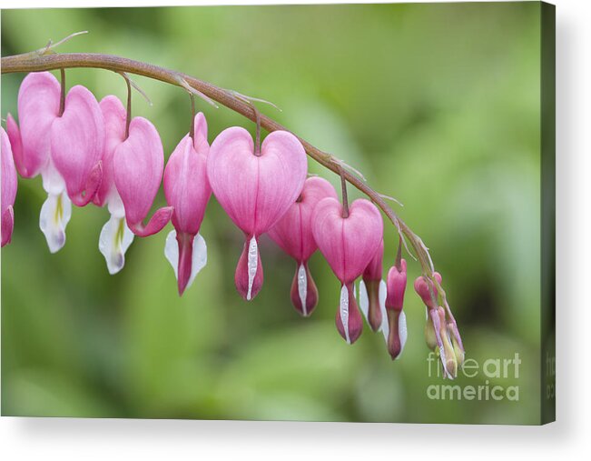 Bleeding Hearts Acrylic Print featuring the photograph Hang in There by Patty Colabuono